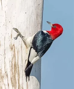 Red Headed Woodpecker Diamond Painting