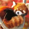 Red Panda Diamond Painting