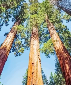 Redwood Trees Diamond Painting