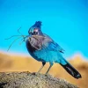 Stellers Jay Bird Diamond Painting
