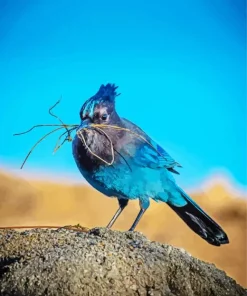 Stellers Jay Bird Diamond Painting