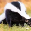 Striped Skunk Diamond Painting