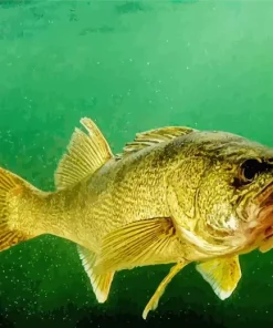 Walleye Fish Diamond Painting