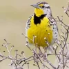 Western Meadowlark Diamond Painting