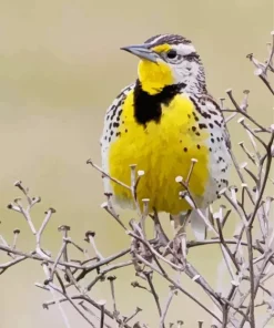 Western Meadowlark Diamond Painting
