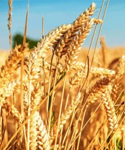 Wheat Field Diamond Painting