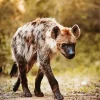 White Hyena Diamond Painting