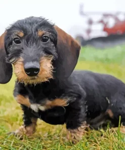 Wire Haired Dachshund Diamond Painting
