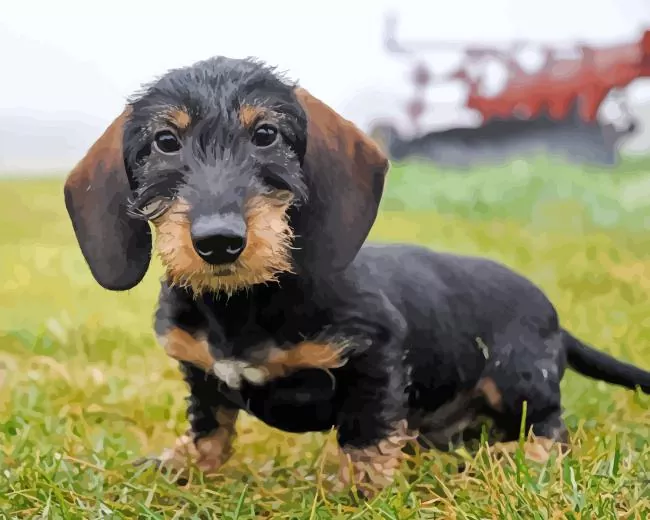 wire haired dachshund Diamond Paints Wire Haired Dachshund Diamond Painting