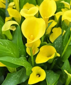 Yellow Calla Lilies Diamond Painting