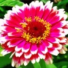 Zinnia Flower Diamond Painting