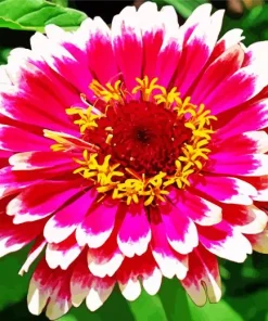 Zinnia Flower Diamond Painting