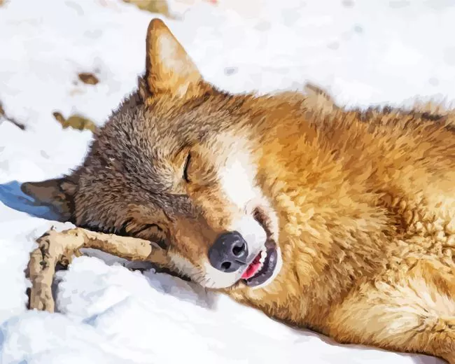 Brown Wolf Diamond Paintings Brown Wolf Diamond Painting