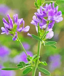 Alfalfa Plant Diamond Painting