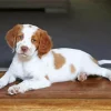 Brittany Spaniel Puppy Dog Diamond Painting