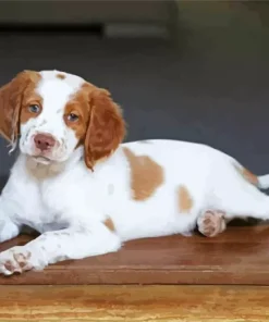 Brittany Spaniel Puppy Dog Diamond Painting