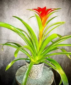 Bromeliad Pot Diamond Painting