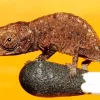 Brookesia Micra Diamond Painting