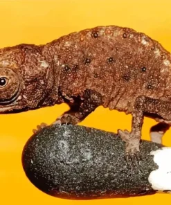 Brookesia Micra Diamond Painting