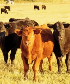 Brown And Black Cows Diamond Painting