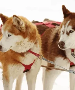 Brown And White Huskies Diamond Painting