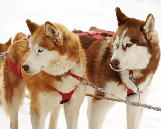 brown and white huskies Diamond With Numbers Brown And White Huskies Diamond Painting