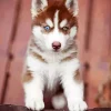 Brown Baby Husky Diamond Painting