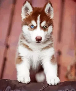 Brown Baby Husky Diamond Painting