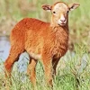 Brown Baby Lamb Diamond Painting