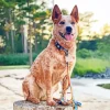 Brown Blue Heeler Diamond Painting