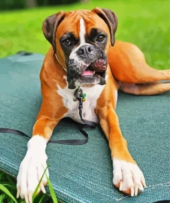 Brown Boxer Dog Diamond Painting