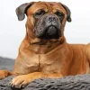 Brown Bull Mastiff Diamond Painting