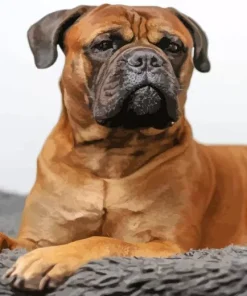 Brown Bull Mastiff Diamond Painting