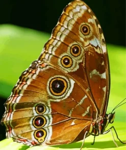 Brown Butterfly Diamond Painting