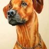 Brown Dog Face Diamond Painting