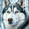Brown Eyes Husky Diamond Painting