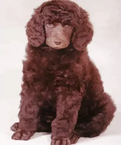 Brown Fluffy Poodle Diamond Painting
