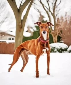 Brown Greyhound Diamond Painting