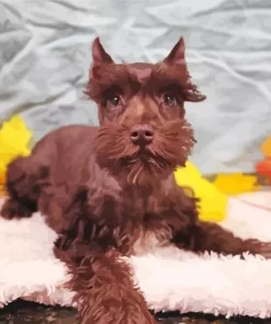 Brown Mini Schnauzer Diamond Painting