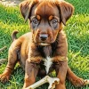 Brown Puppy Diamond Painting