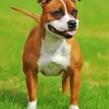Brown Staffordshire Bull Terrier Diamond Painting