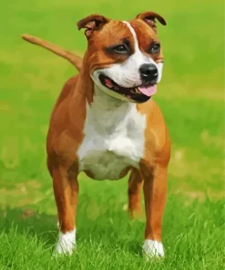 Brown Staffordshire Bull Terrier Diamond Painting