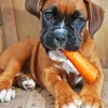 Cute Brown Boxer Puppy Diamond Painting