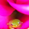 Frog In Flower Diamond Painting