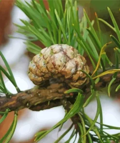 Jack Pine Plant Diamond Painting