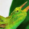 Jacksons Chameleon Diamond Painting