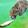 Jaguar Underwater Diamond Painting