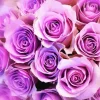 Lavender Roses Diamond Painting