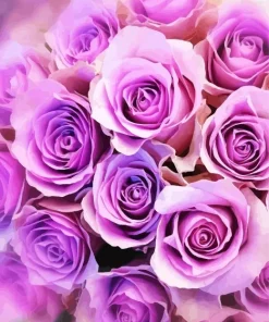 Lavender Roses Diamond Painting