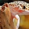 Leopard Gecko Diamond Painting